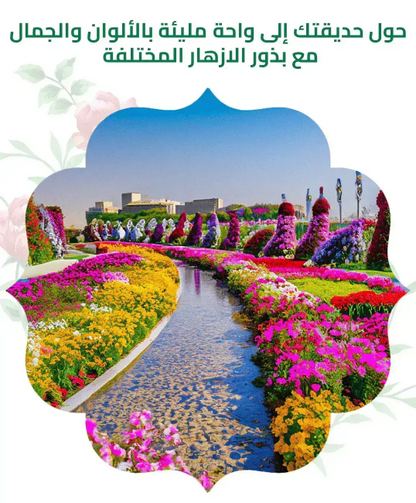 🌱 بذور الغيربيرا 🌿